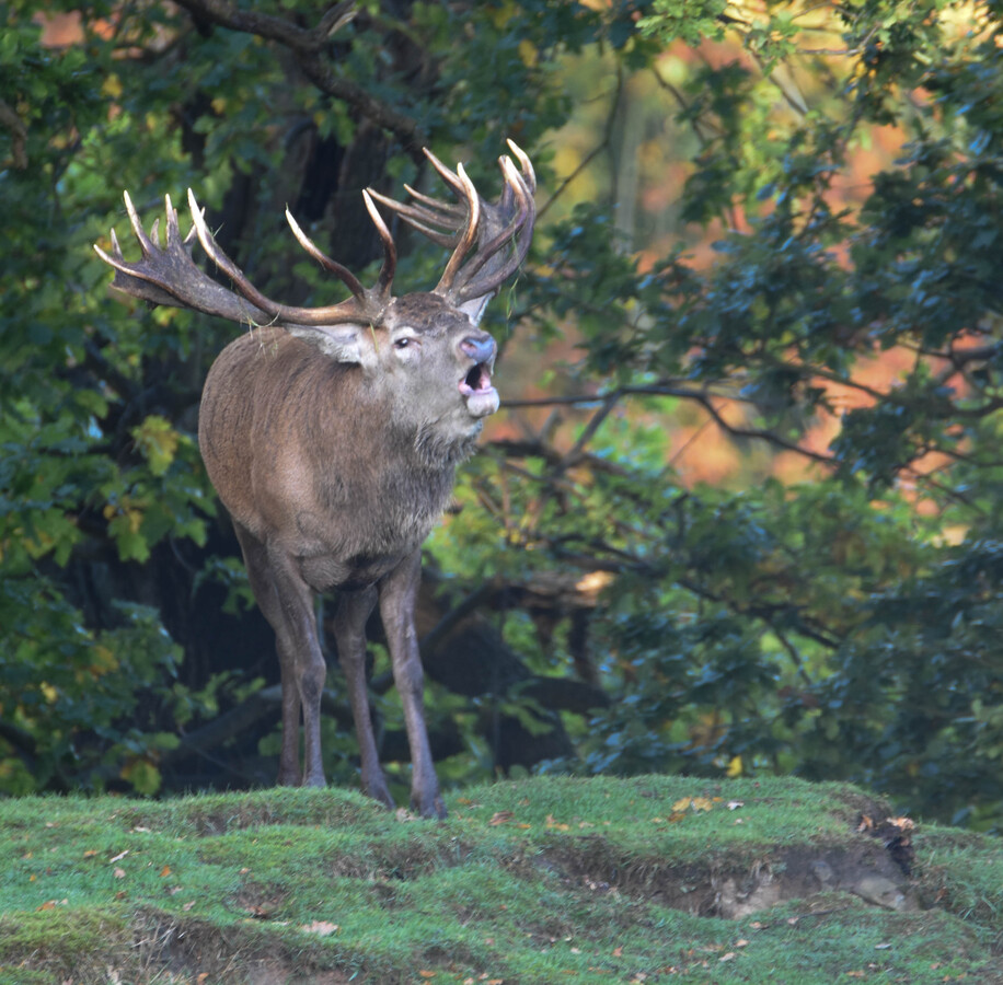 Red Stag Warning Rutting Season